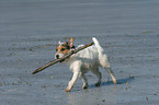 spielender Jack Russell Terrier