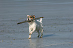 spielender Jack Russell Terrier