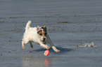 spielender Jack Russell Terrier