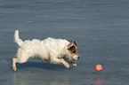 spielender Jack Russell Terrier