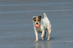 spielender Jack Russell Terrier