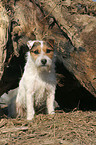 sitzender Jack Russell Terrier