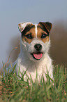 frisch getrimmter Jack Russell Terrier