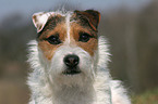ungetrimmter Jack Russell Terrier
