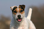frisch getrimmter Jack Russell Terrier