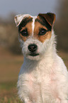 frisch getrimmter Jack Russell Terrier