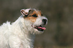 ungetrimmter Jack Russell Terrier