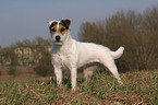 frisch getrimmter Jack Russell Terrier