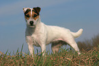 frisch getrimmter Jack Russell Terrier