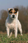 frisch getrimmter Jack Russell Terrier