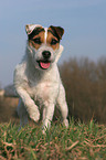 frisch getrimmter Jack Russell Terrier