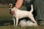 Rarson Russell Terrier wird getrimmt