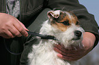 Jack Russell Terrier bekommt Flohhalsband