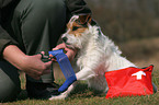 Jack Russell Terrier bekommt das Bein verbunden