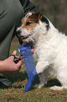 Jack Russell Terrier bekommt das Bein verbunden