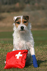 Jack Russell Terrier mit Erste-Hilfe-Tasche