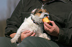 Jack Russell Terrier frisst Joghurt