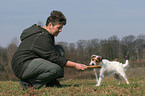 Jack Russell Terrier frisst Kauknochen