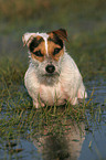 sitzender Jack Russell Terrier