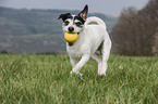 spielender Jack Russell Terrier