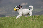 spielender Jack Russell Terrier