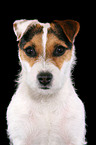 frisch getrimmter Jack Russell Terrier im Portrait