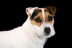frisch getrimmter Jack Russell Terrier im Portrait