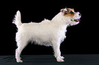 ungetrimmter stehender Jack Russell Terrier