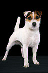 frisch getrimmter stehender Jack Russell Terrier