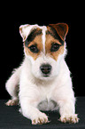 frisch getrimmter liegender Jack Russell Terrier