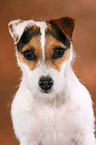 frisch getrimmter Jack Russell Terrier im Portrait