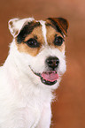 frisch getrimmter Jack Russell Terrier im Portrait