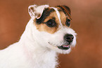 frisch getrimmter Jack Russell Terrier im Portrait