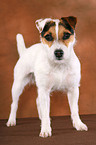 frisch getrimmter stehender Jack Russell Terrier