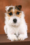 ungetrimmter liegender Jack Russell Terrier