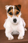frisch getrimmter liegender Jack Russell Terrier