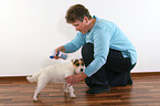 Jack Russell Terrier bekommt Flohspray