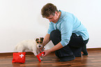 Jack Russell Terrier bekommt Verband