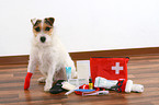kranker Jack Russell Terrier mit Erste-Hilfe-Tasche