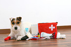 kranker Jack Russell Terrier mit Erste-Hilfe-Tasche
