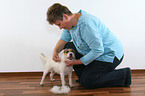 Frau trimmt Jack Russell Terrier