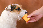 Jack Russell Terrier frisst Joghurt