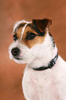 Jack Russell Terrier mit Flohhalsband