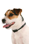 Jack Russell Terrier mit Flohhalsband