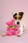 liegender Jack Russell Terrier mit Teddybr
