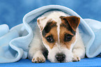 liegender Jack Russell Terrier unter einer Decke