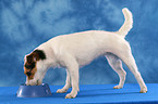 fressender Jack Russell Terrier