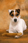 Jack Russell Terrier mit Kauknochen