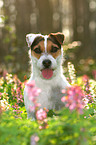 Jack Russell Terrier Portrait