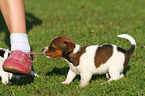 Jack Russell Terrier Welpe